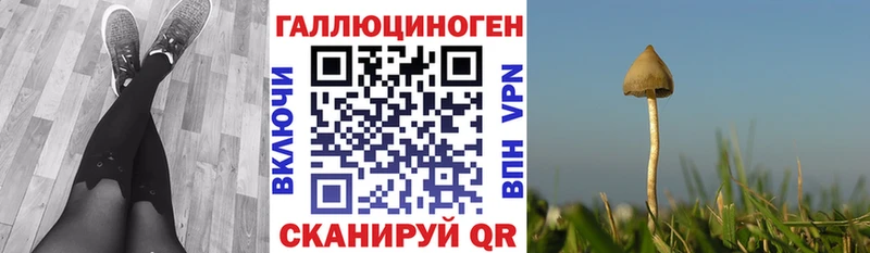 где найти   Пойковский  Галлюциногенные грибы GOLDEN TEACHER 